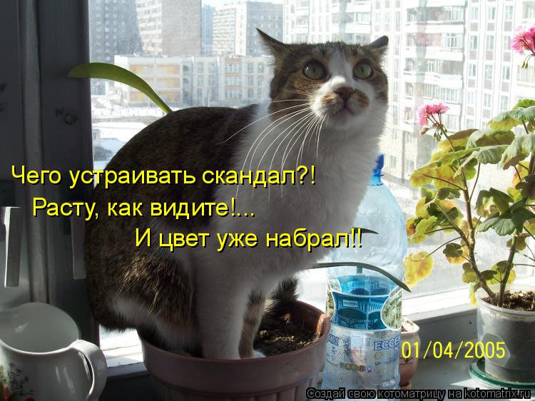 Чего устраивать скандал?! Расту, как видите!... И цвет уже набрал!!... Котоматрица: Чего устраивать скандал?! Расту, как видите!... И цвет уже набрал!!