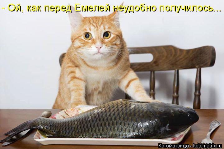 - Ой, как перед Емелей неудобно получилось...... Котоматрица: - Ой, как перед Емелей неудобно получилось...