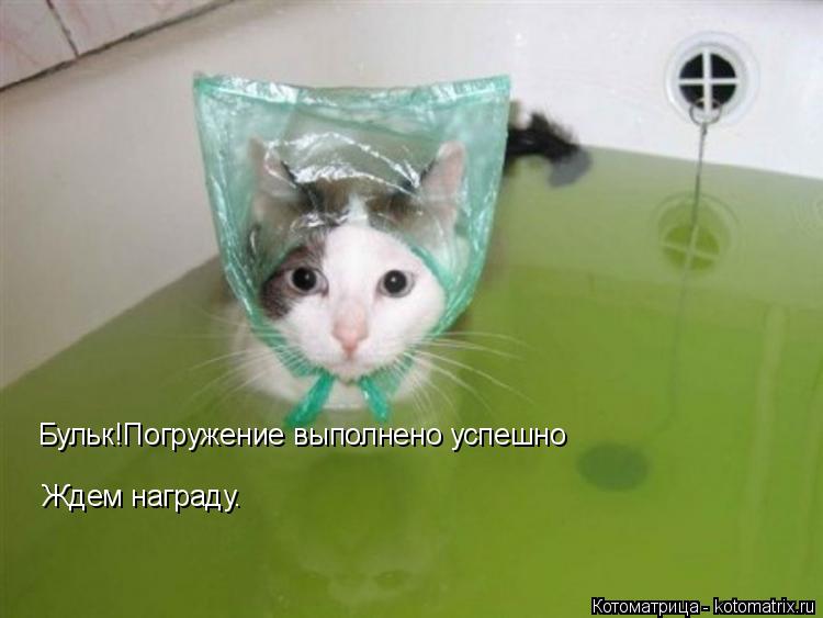 Бульк!Погружение выполнено успешно Ждем награду.... Котоматрица: Бульк!Погружение выполнено успешно Ждем награду.