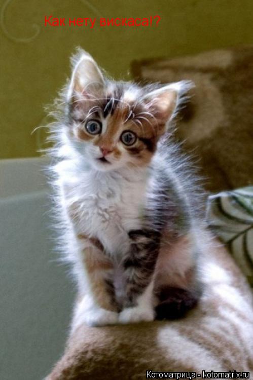 Как нету вискаса!?... Котоматрица: Как нету вискаса!?