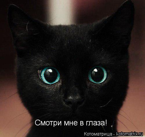 Смотри мне в глаза!... Котоматрица: Смотри мне в глаза!