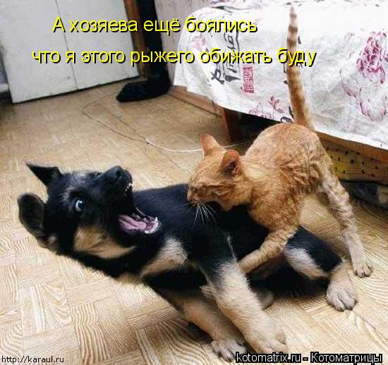 А хозяева ещё боялись что я этого рыжего обижать буду... Котоматрица: А хозяева ещё боялись что я этого рыжего обижать буду