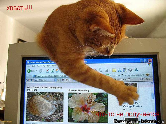 хввать!!! что-то не получается...... Котоматрица: хввать!!! что-то не получается...