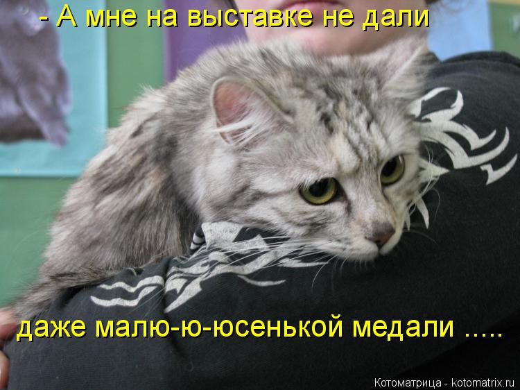 - А мне на выставке не дали даже малю-ю-юсенькой медали ........ Котоматрица: - А мне на выставке не дали даже малю-ю-юсенькой медали .....