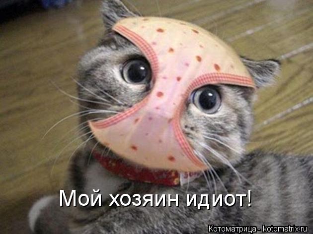 Мой хозяин идиот!... Котоматрица: Мой хозяин идиот!