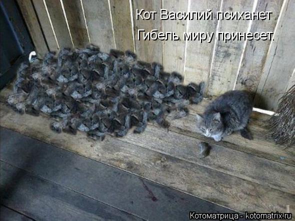 Кот Василий психанет Гибель миру принесет.... Котоматрица: Кот Василий психанет Гибель миру принесет.