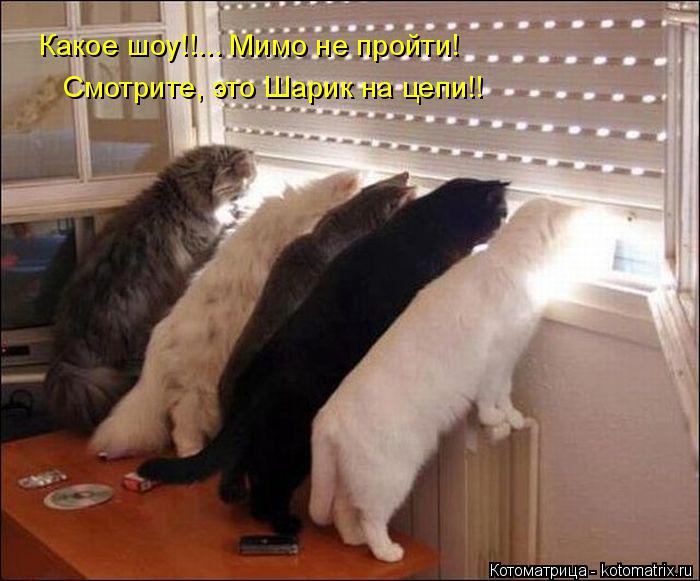 Какое шоу!!... Мимо не пройти! Смотрите, это Шарик на цепи!!... Котоматрица: Какое шоу!!... Мимо не пройти! Смотрите, это Шарик на цепи!!