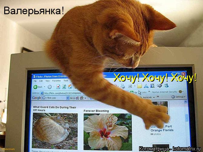 Валерьянка! Хочу! Хочу! Хочу!... Котоматрица: Валерьянка! Хочу! Хочу! Хочу!