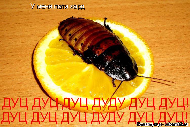 У меня пати хард ДУЦ ДУЦ ДУЦ ДУДУ ДУЦ ДУЦ! ДУЦ ДУЦ ДУЦ ДУДУ ДУЦ ДУЦ!... Котоматрица: У меня пати хард ДУЦ ДУЦ ДУЦ ДУДУ ДУЦ ДУЦ! ДУЦ ДУЦ ДУЦ ДУДУ ДУЦ ДУЦ!