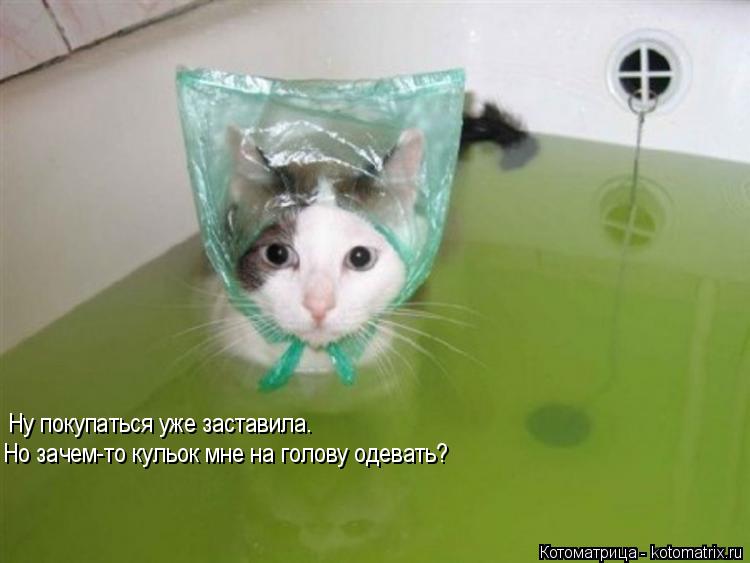 Ну покупаться уже заставила. Но зачем-то кульок мне на голову одевать?... Котоматрица: Ну покупаться уже заставила. Но зачем-то кульок мне на голову одевать?