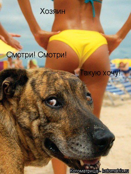 Хозяин Смотри! Смотри! Такую хочу!... Котоматрица: Хозяин Смотри! Смотри! Такую хочу!
