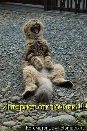 Интернет отключили!!!!!!!!!!!!... Котоматрица: Интернет отключили!!!!!!!!!!!!
