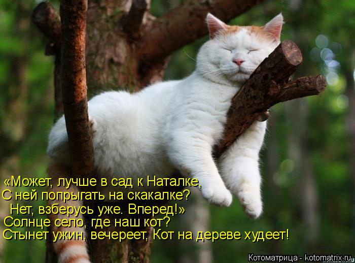 «Может, лучше в сад к Наталке, С ней попрыгать на скакалке? Нет, взберусь уже. Вперед!» Солнце село, ... Котоматрица: «Может, лучше в сад к Наталке, С ней попрыгать на скакалке? Нет, взберусь уже. Вперед!» Солнце село, где наш кот? Стынет ужин, вечереет, Кот на д