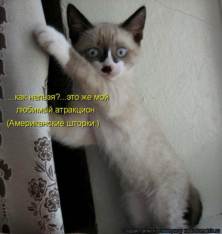 ...как нельзя?...это же мой любимый атракцион (Американские шторки.)... Котоматрица: ...как нельзя?...это же мой любимый атракцион (Американские шторки.)
