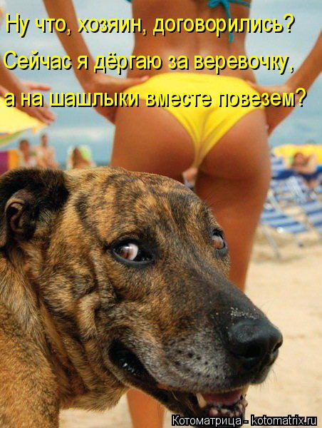 Ну что, хозяин, договорились? Сейчас я дёргаю за веревочку, а на шашлыки вместе повезем?... Котоматрица: Ну что, хозяин, договорились? Сейчас я дёргаю за веревочку, а на шашлыки вместе повезем?