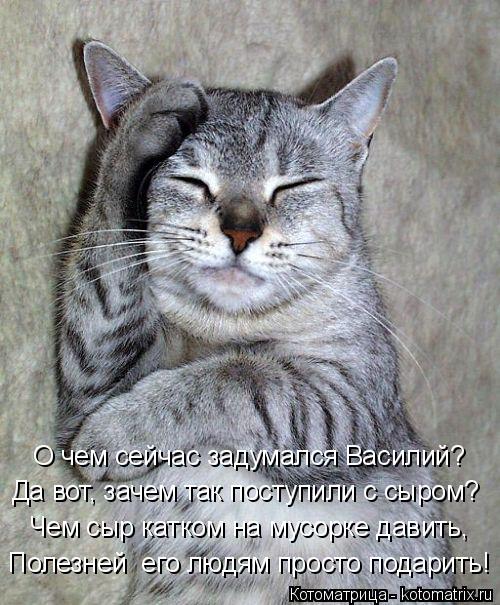 О чем сейчас задумался Василий? Да вот, зачем так поступили с сыром? Чем сыр катком на мусорке давить... Котоматрица: О чем сейчас задумался Василий? Да вот, зачем так поступили с сыром? Чем сыр катком на мусорке давить, Полезней его людям просто подарить!