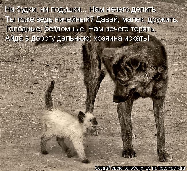 Ни будки, ни подушки... Нам нечего делить. Ты тоже ведь ничейный? Давай, малек, дружить. Голодные, бе... Котоматрица: Ни будки, ни подушки... Нам нечего делить. Ты тоже ведь ничейный? Давай, малек, дружить. Голодные, бездомные. Нам нечего терять. Айда в дорогу д