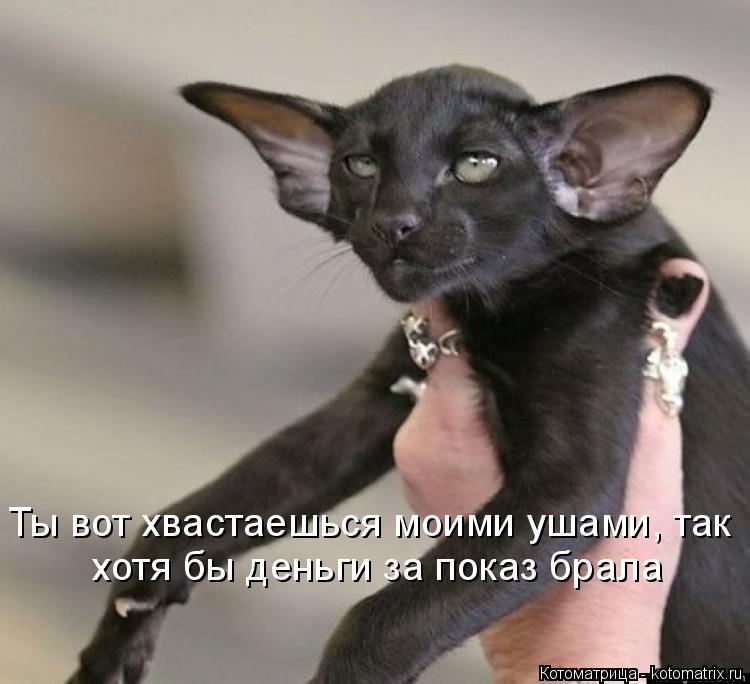 Ты вот хвастаешься моими ушами, так хотя бы деньги за показ брала... Котоматрица: Ты вот хвастаешься моими ушами, так хотя бы деньги за показ брала