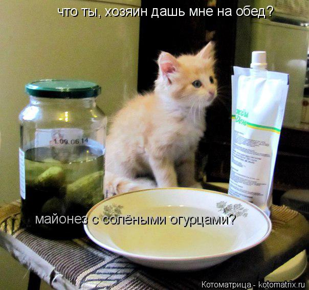 что ты, хозяин дашь мне на обед? майонез с солёными огурцами?... Котоматрица: что ты, хозяин дашь мне на обед? майонез с солёными огурцами?