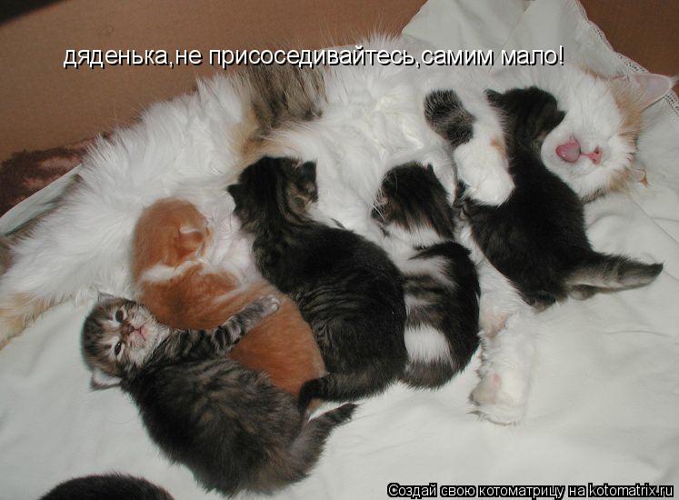 дяденька,не присоседивайтесь,самим мало!... Котоматрица: дяденька,не присоседивайтесь,самим мало!