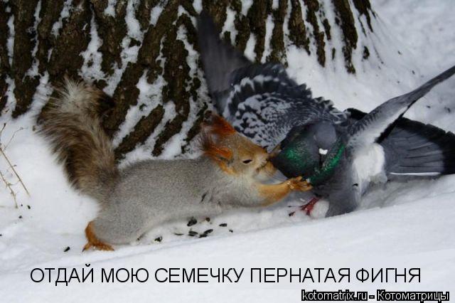 ОТДАЙ МОЮ СЕМЕЧКУ ПЕРНАТАЯ ФИГНЯ... Котоматрица: ОТДАЙ МОЮ СЕМЕЧКУ ПЕРНАТАЯ ФИГНЯ