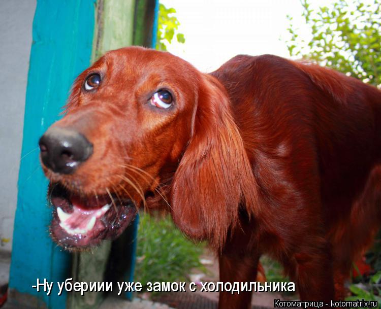 -Ну убериии уже замок с холодильника... Котоматрица: -Ну убериии уже замок с холодильника