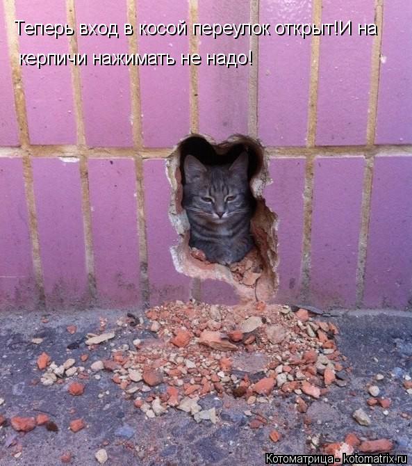 Теперь вход в косой переулок открыт!И на керпичи нажимать не надо!... Котоматрица: Теперь вход в косой переулок открыт!И на керпичи нажимать не надо!