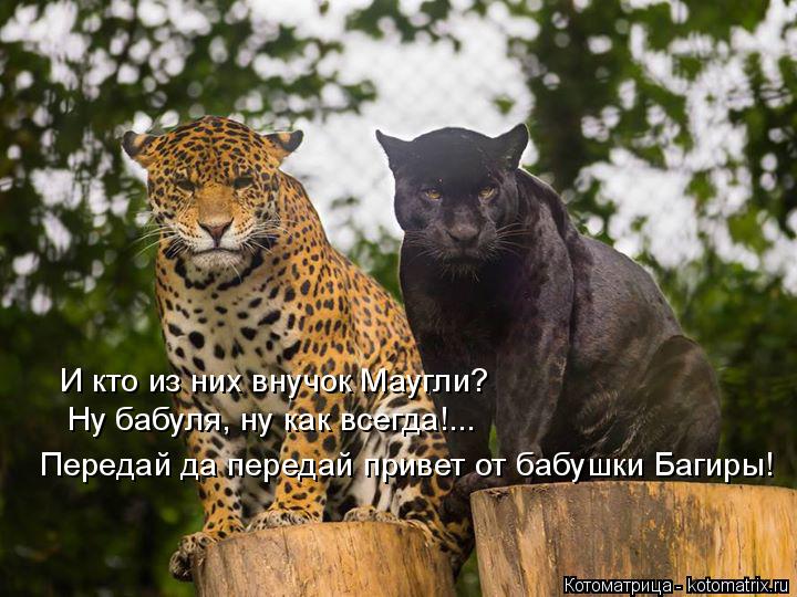 И кто из них внучок Маугли? Ну бабуля, ну как всегда!... Передай да передай привет от бабушки Багиры!... Котоматрица: И кто из них внучок Маугли? Ну бабуля, ну как всегда!... Передай да передай привет от бабушки Багиры!