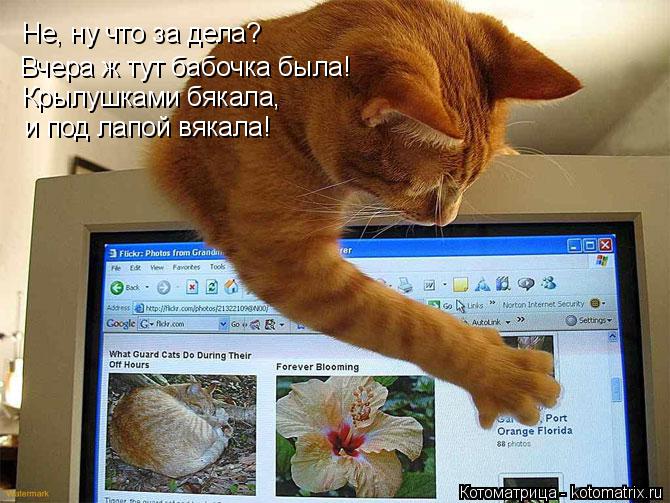 Вчера ж тут бабочка была! Не, ну что за дела? Крылушками бякала, и под лапой вякала!... Котоматрица: Вчера ж тут бабочка была! Не, ну что за дела? Крылушками бякала, и под лапой вякала!