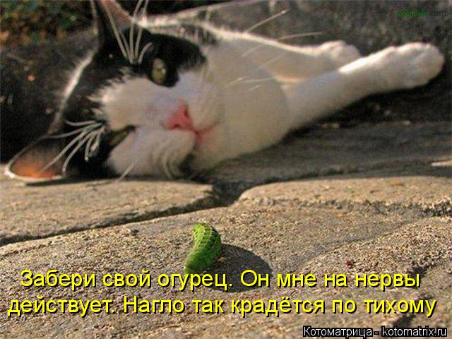 действует. Нагло так крадётся по тихому Забери свой огурец. Он мне на нервы... Котоматрица: действует. Нагло так крадётся по тихому Забери свой огурец. Он мне на нервы