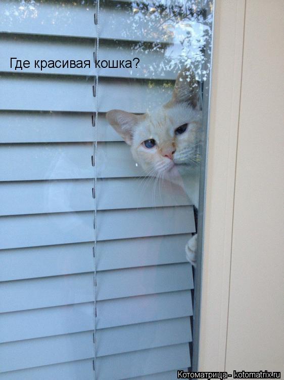 Где красивая кошка?... Котоматрица: Где красивая кошка?