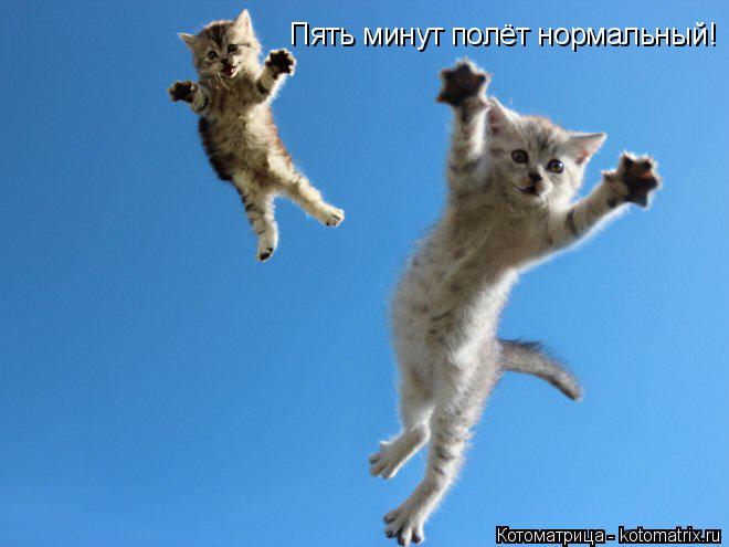 Пять минут полёт нормальный!... Котоматрица: Пять минут полёт нормальный!