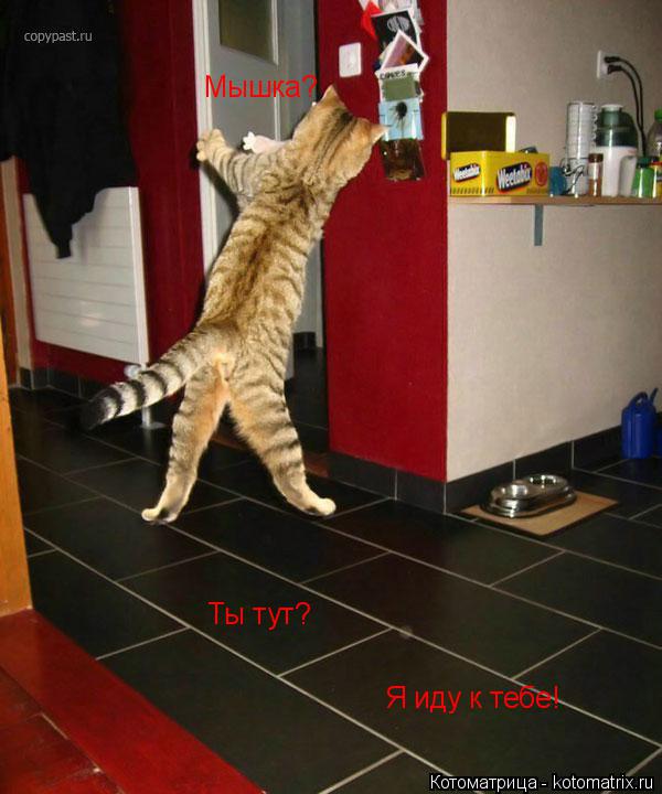 Мышка? Ты тут? Я иду к тебе!... Котоматрица: Мышка? Ты тут? Я иду к тебе!