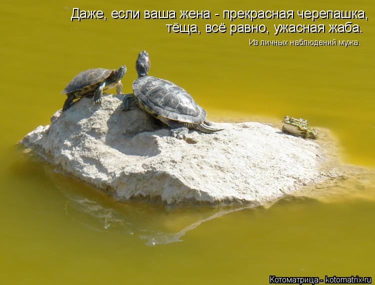 Даже, если ваша жена - прекрасная черепашка, тёща, всё равно, ужасная жаба. Из личных наблюдений мужа... Котоматрица: Даже, если ваша жена - прекрасная черепашка, тёща, всё равно, ужасная жаба. Из личных наблюдений мужа.