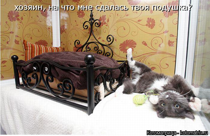 хозяин, на что мне сдалась твоя подушка?... Котоматрица: хозяин, на что мне сдалась твоя подушка?