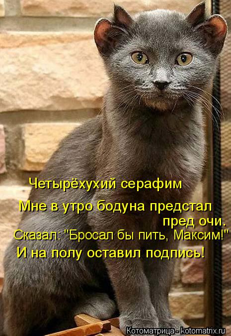 Сказал: "Бросал бы пить, Максим!" И на полу оставил подпись! Четырёхухий серафим пред очи. Мне в утро... Котоматрица: Сказал: "Бросал бы пить, Максим!" И на полу оставил подпись! Четырёхухий серафим пред очи. Мне в утро бодуна предстал