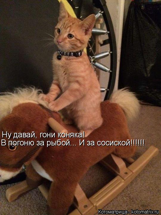 Ну давай, гони коняка! В погоню за рыбой... И за сосиской!!!!!!... Котоматрица: Ну давай, гони коняка! В погоню за рыбой... И за сосиской!!!!!!