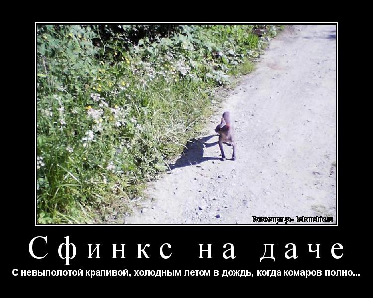 Сфинкс на даче С невыполотой крапивой, холодным летом в дождь, когда комаров полно...... Котоматрица: Сфинкс на даче С невыполотой крапивой, холодным летом в дождь, когда комаров полно...