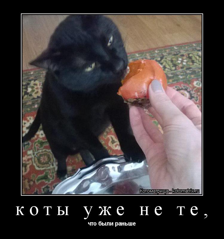 коты уже не те, что были раньше... Котоматрица: коты уже не те, что были раньше
