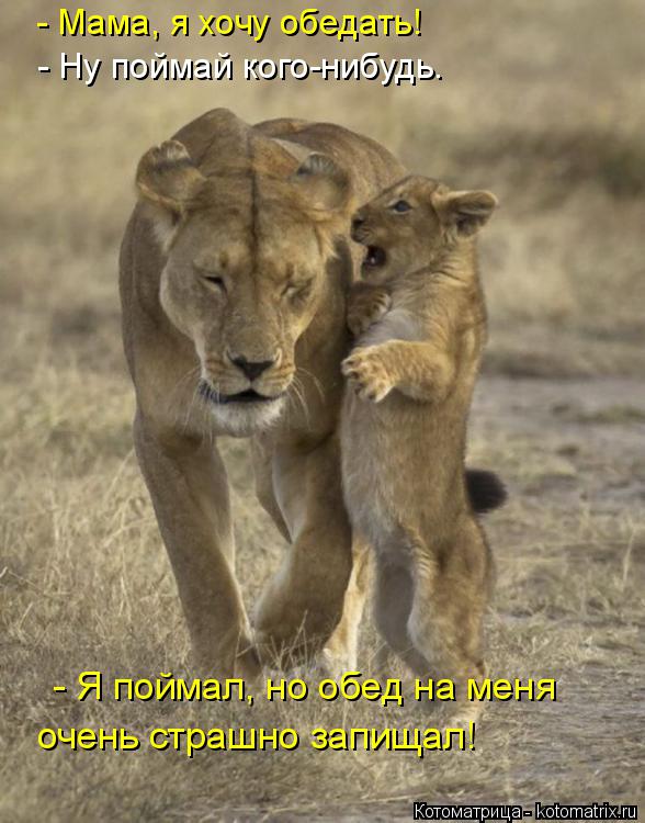 - Мама, я хочу обедать! - Ну поймай кого-нибудь. - Я поймал, но обед на меня очень страшно запищал!... Котоматрица: - Мама, я хочу обедать! - Ну поймай кого-нибудь. - Я поймал, но обед на меня очень страшно запищал!
