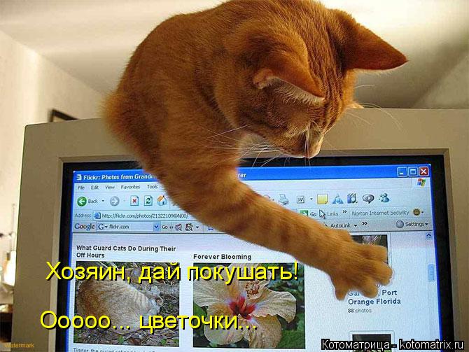 Хозяин, дай покушать! Ооооо... цветочки...... Котоматрица: Хозяин, дай покушать! Ооооо... цветочки...