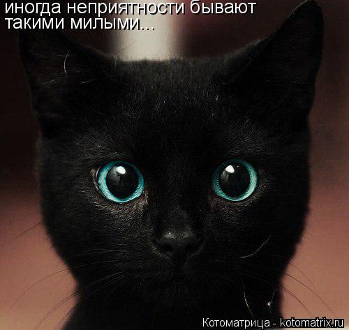 иногда неприятности бывают такими милыми...... Котоматрица: иногда неприятности бывают такими милыми...