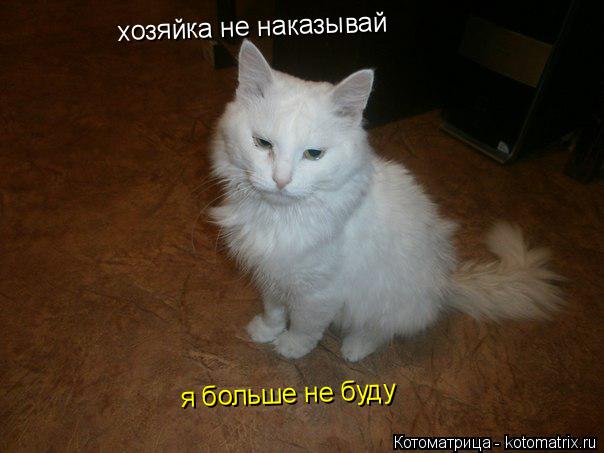 хозяйка не наказывай я больше не буду... Котоматрица: хозяйка не наказывай я больше не буду