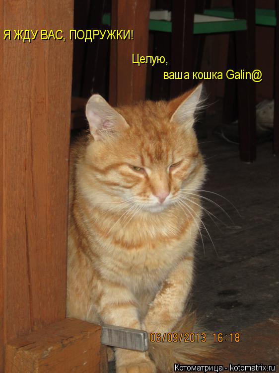 Я ЖДУ ВАС, ПОДРУЖКИ! Целую, ваша кошка Galin@... Котоматрица: Я ЖДУ ВАС, ПОДРУЖКИ! Целую, ваша кошка Galin@