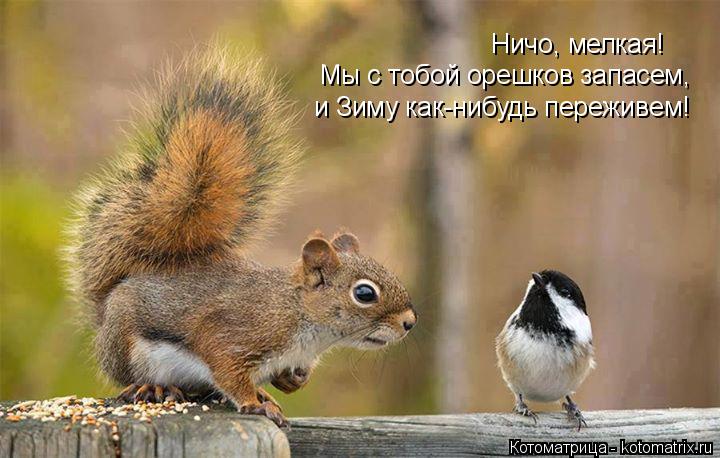 Ничо, мелкая! Мы с тобой орешков запасем, и Зиму как-нибудь переживем!... Котоматрица: Ничо, мелкая! Мы с тобой орешков запасем, и Зиму как-нибудь переживем!
