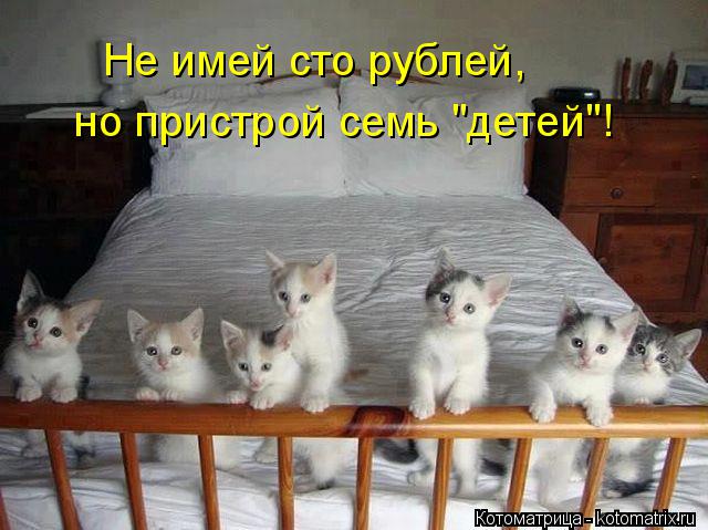 Котоматрица: Не имей сто рублей, но пристрой семь "детей"!