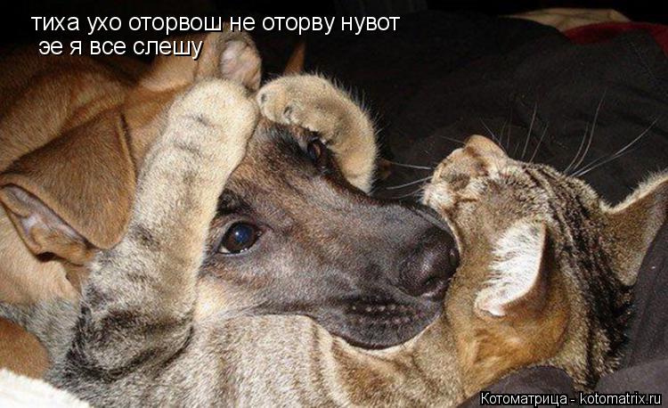 тиха ухо оторвош не оторву нувот эе я все слешу... Котоматрица: тиха ухо оторвош не оторву нувот эе я все слешу