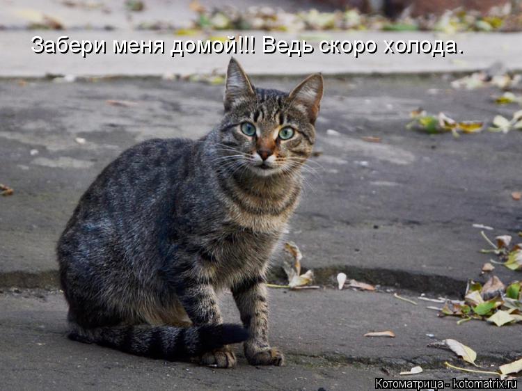 Забери меня домой!!! Ведь скоро холода.... Котоматрица: Забери меня домой!!! Ведь скоро холода.
