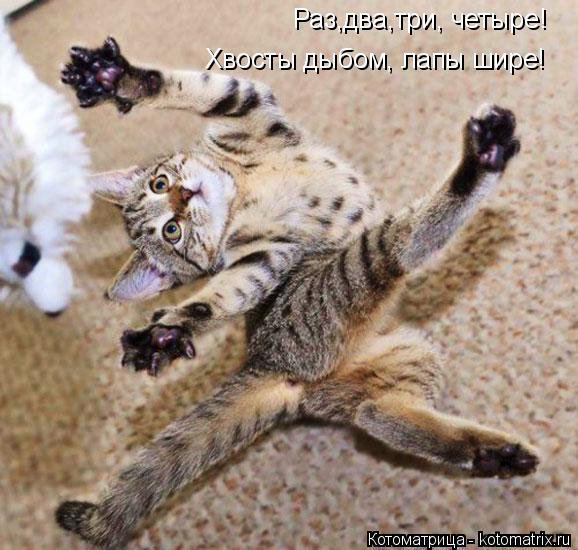 Раз,два,три, четыре! Хвосты дыбом, лапы шире!... Котоматрица: Раз,два,три, четыре! Хвосты дыбом, лапы шире!
