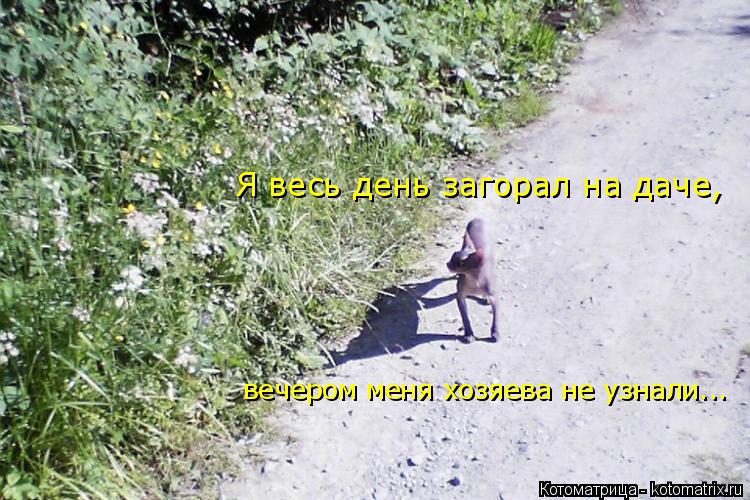вечером меня хозяева не узнали... Я весь день загорал на даче,... Котоматрица: вечером меня хозяева не узнали... Я весь день загорал на даче,